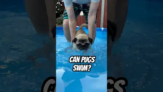 Learn to SWIM pug style!  #pug #pugs #dogswimming #swimmingdogs
