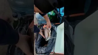 linda pesca en el 2do puente en lo del chuza pesca! con carnadas del puesto el amanecer