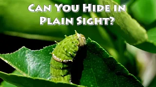 Can You Hide in Plain Sight? A Camouflage STEM Activity