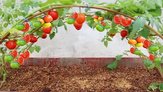 How to grow Tomatoes from seed from seeds fast and have many fruits for beginners