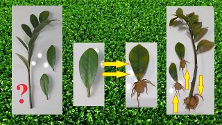 Zamia breeding, very easy, check it out