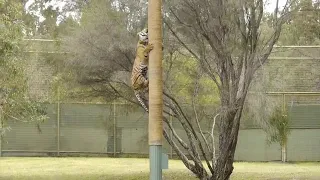 Tiger climbs tree to retrieve meal.