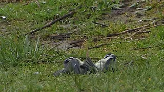 2 Blue Tits fighting