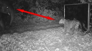 A leopard refuses to share his mirror with an elephant family during the night in the jungle (Gabon)