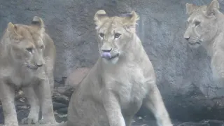 イオちゃんも加わった三姉妹のじゃれ合い♡旭山動物園にて