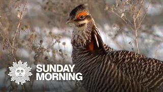 Nature: Prairie chickens in South Dakota