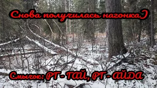 Получилась не охота, а нагонка. Гоняли двух зайцев. Смычок: РГ - ГАЙ, РГ - Айда. Охота на зайца.ХМАО