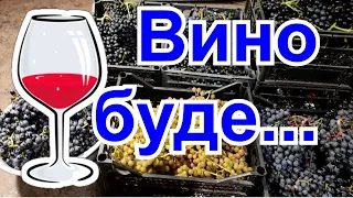 Технічні сорти для домашнього виноробства