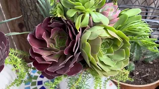 Arrange Succulents for gift - Cách tạo chậu Sen Đá để làm quà @SucculentsbyMyha-SenDa-zn7sz