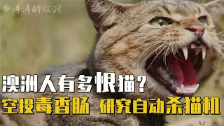 杀猫是保护动物？空投毒香肠，研究自动杀猫机，澳洲人有多恨猫？【涛涛的脑洞江湖】