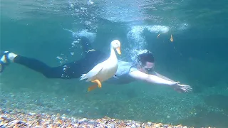 Diving with my pet duck