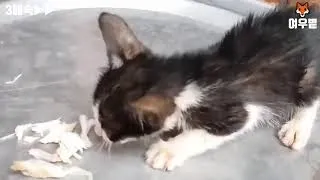 Man rescues kitten