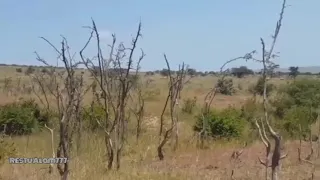 Baboon attack baby Gazelle