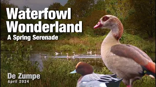 15 water bird species, cinematic filming, epic soundtrack (De Zumpe, April 2024)