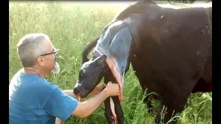 Farmer helps mother cow give life to baby