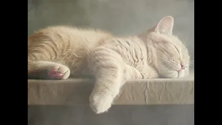 Relaxing music for stress relief, soothing music for relaxing, cat relaxing music, bedtime cat