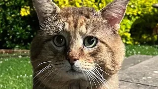 Scared feral cat turns to mush for rescuer