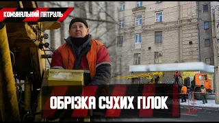 У Дніпрі на проспекті Гагаріна омолоджують дерева