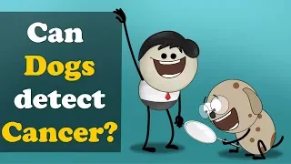 Can Dogs detect Cancer? + more videos | #aumsum #kids #science #education #children