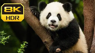 Panda 8k Videos Collection Ultra HD 4k  Panda Life in Wild