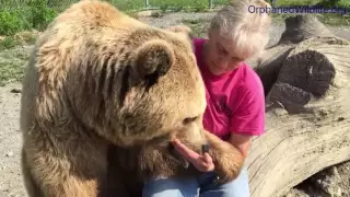 Ever heard a bear purr???