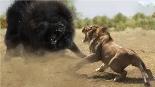 Los Perros Más FEROCES Y Peligrosos de Mundo - Pueden Derrotar al León