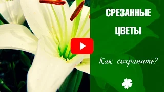 Срезанные цветы ➡ Как сохранить подаренные цветы? Розы 🌼 Герберы 🌼 Тюльпаны