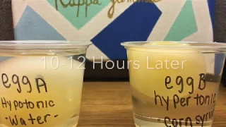 Hypertonic & Hypotonic Egg Experiment