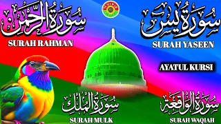 Ep 237 Surah Yaseen 🕋 Surah Rahman 🕋 Surah Waqiah 🕋 Surah Mulk 🕋 Ayatul Kursi @IQRAALQURANKARIM