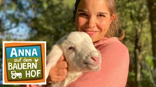 Die Schafe im Zwergenwald | Anna auf dem Bauernhof  | #4