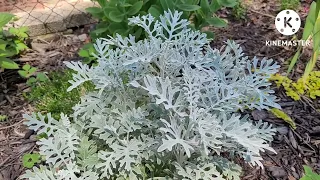 How To Turn DUSTY MILLER, An Annual Plant, Into A Perennial ☆ Dusty Miller - Silverdust