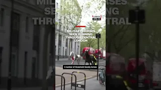 Military horses seen running through central London