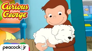 🐶 The Curious Case of the Missing Puppy | CURIOUS GEORGE