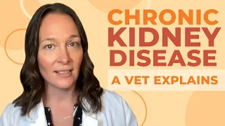 Chronic Kidney Disease in Cats: A Vet Explains