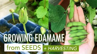 Growing and Harvesting Edamame 🌿 Growing Edamame from Seeds ☘️ Menanam Edamame dari Biji
