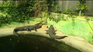 Торремолинос. Парк крокодилов. Park of crocodiles. Torremolinos.