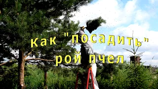 как поймать рой пчел