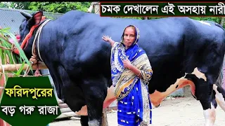 কুরবানি গরু কেনার ভিডিও যে গরু দেখলে আপনি অবাক হয়ে যাবেন সবচাইতে বড় গরু Ajij official