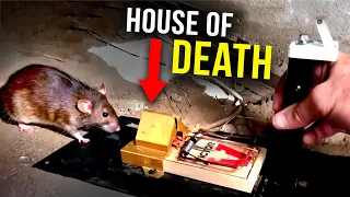 How to catch big smart Rats...FAST