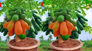 great ideas for propagation papaya trees / New Way To Graft Papaya Tree grow Papaya