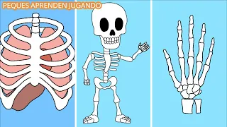 Bones for children Video of the skeletal system by Peques Aprenden Jugando. 