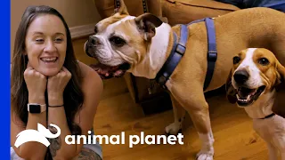 Victorian Bulldog Finds The Perfect New Sister In Villalobos | Pit Bulls & Parolees