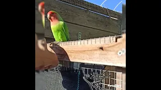 volo libero inseparabile - lovebird freeflight