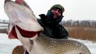 Огромная щука на жерлицу. Не лезет в лунку.