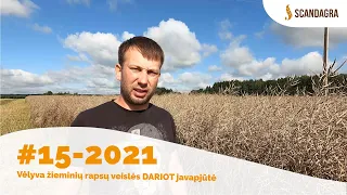 #15–2021. Vėlyva žieminių rapsų veislės DARIOT javapjūtė.