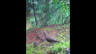 Today Four Chicks Spotted with Female | 20 days old | #Himalyan wildlife