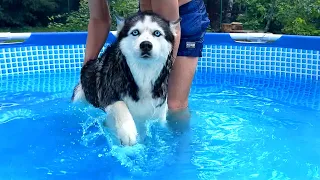 My Husky Didn't Expect This! Dogs In the Pool