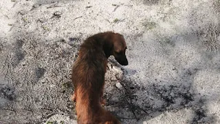 She drags her feet on the beach looking for help in vain and the sad truth