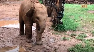 Dumbo in real life