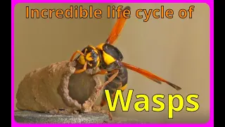 Mud Dauber wasp. They can be your friend.
